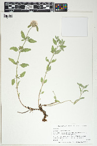 Monardella odoratissima image