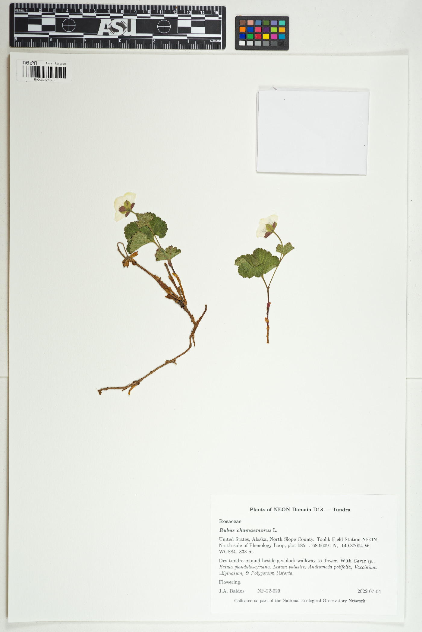 Rubus chamaemorus image