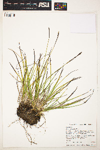 Image of Carex scirpoidea