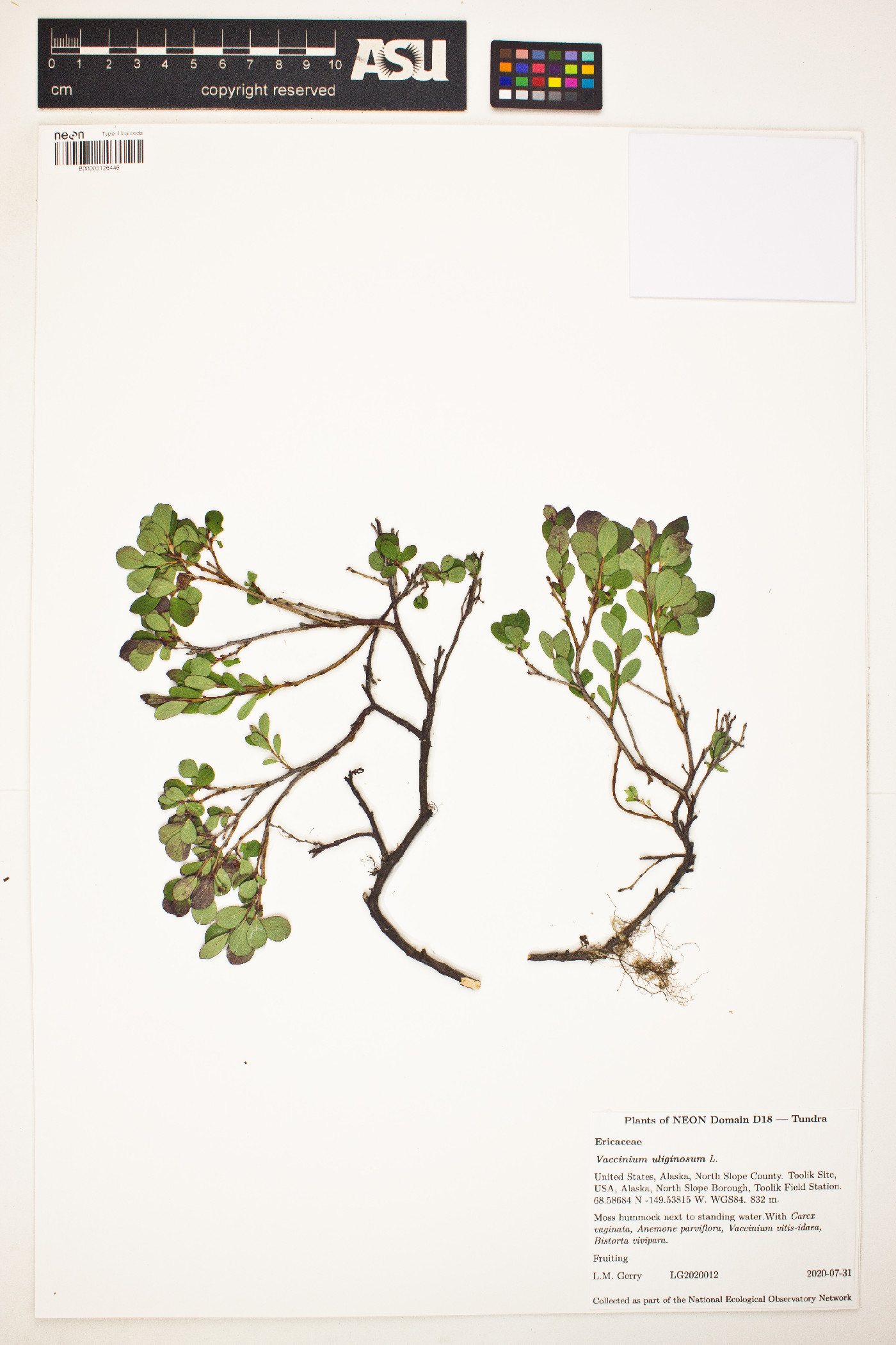 Vaccinium uliginosum image