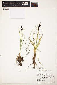 Image of Carex membranacea