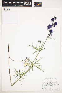 Image of Aconitum delphiniifolium