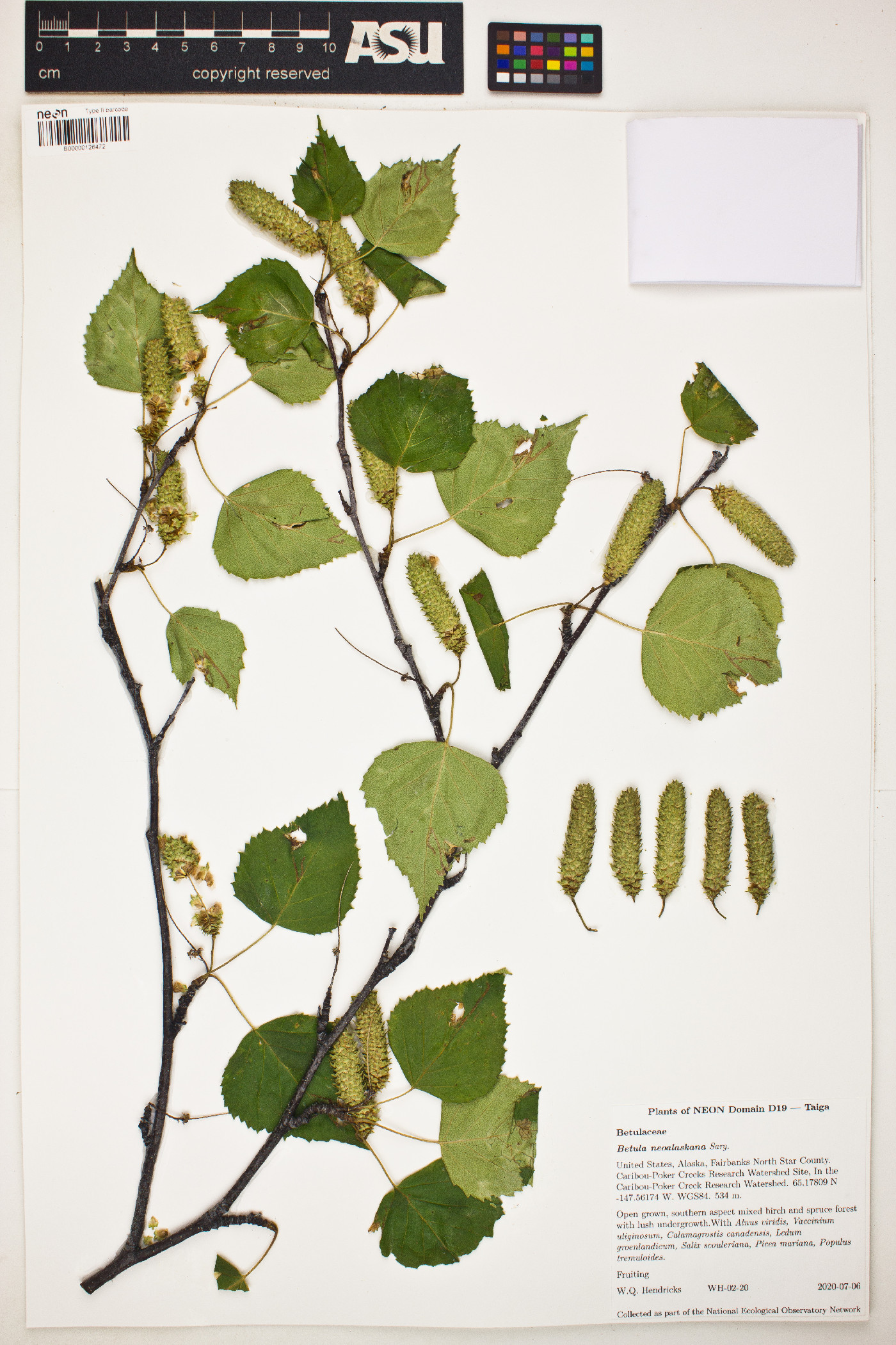Betula pendula subsp. mandshurica image