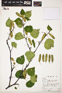 Betula neoalaskana image