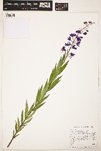 Epilobium angustifolium image