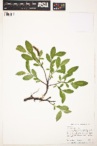 Salix myrtillifolia image