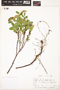 Spiraea betulifolia var. aemiliana image