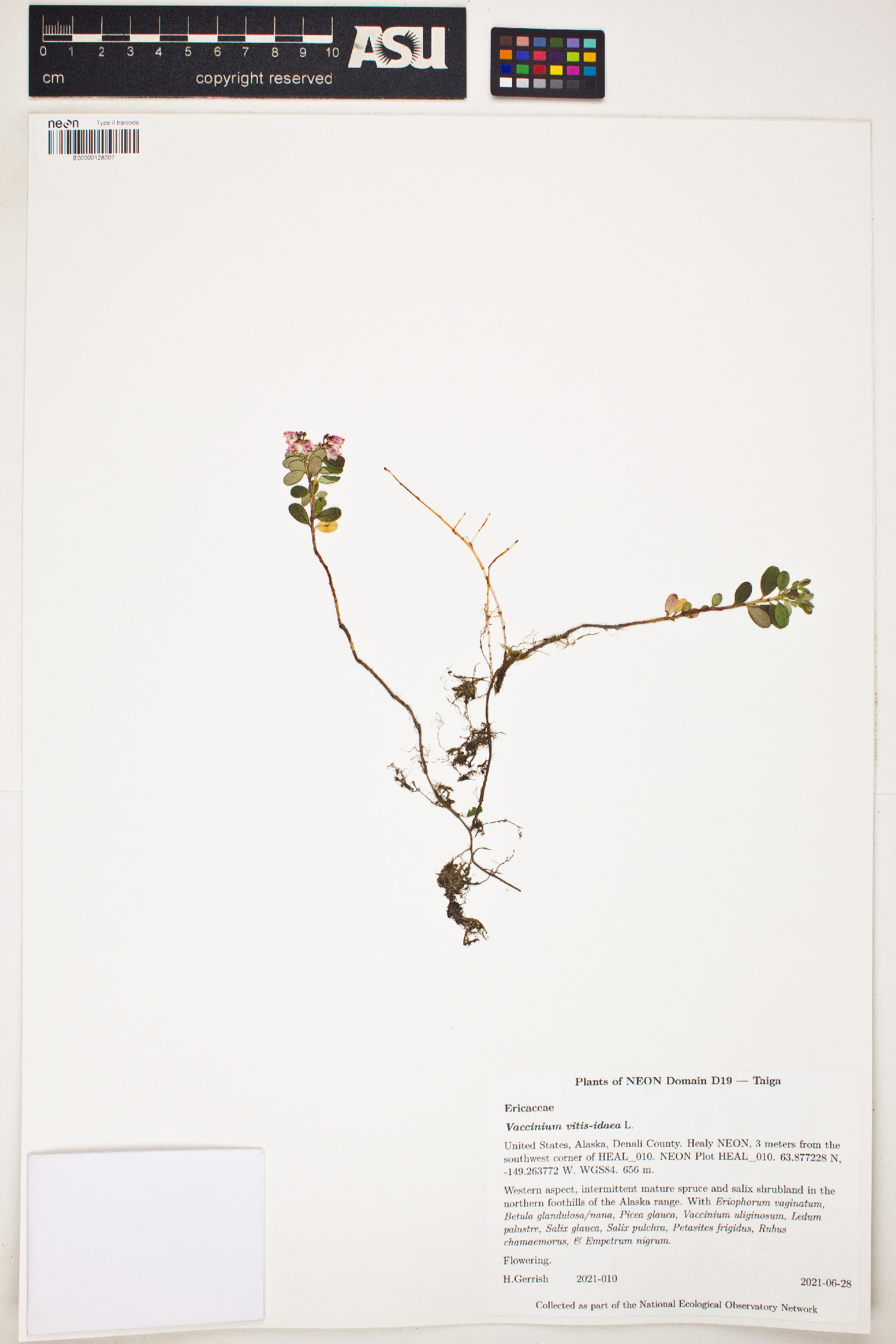 Vaccinium vitis-idaea image