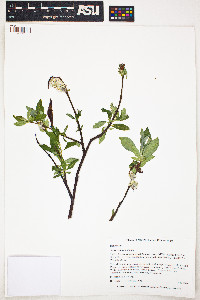 Image of Salix pulchra