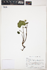 Rubus chamaemorus image