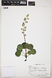 Image of Pyrola grandiflora