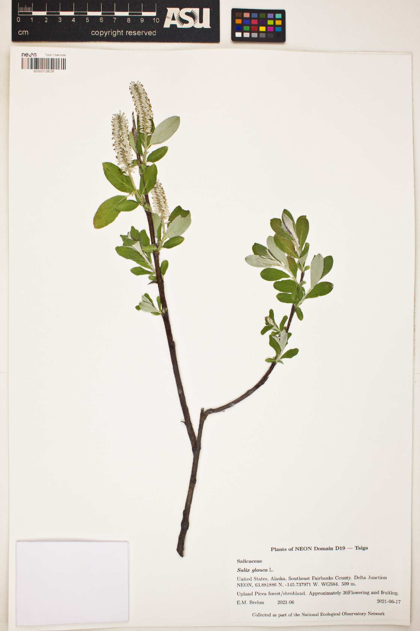 Salix glauca image