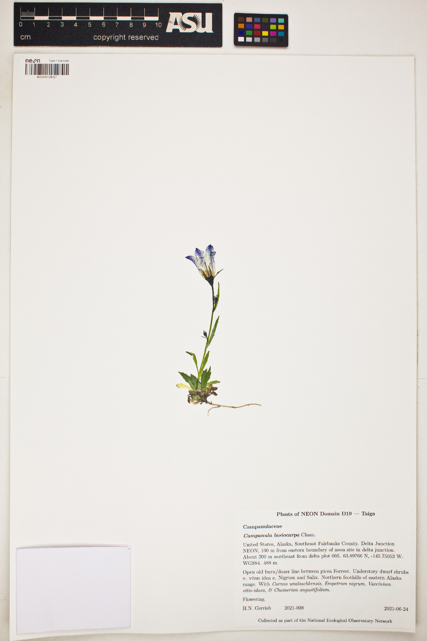 Campanula lasiocarpa image