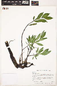 Salix pulchra image