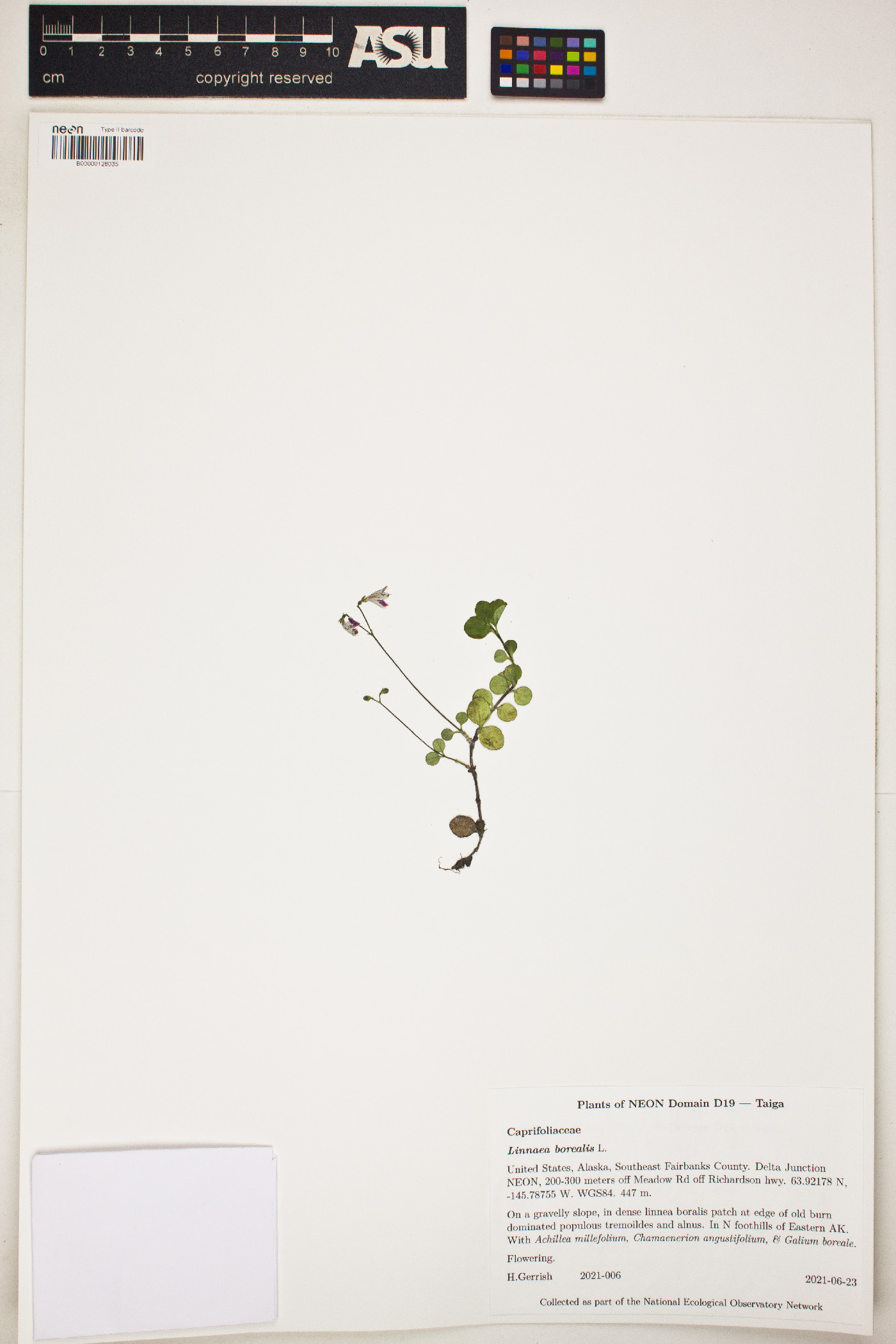 Linnaea image