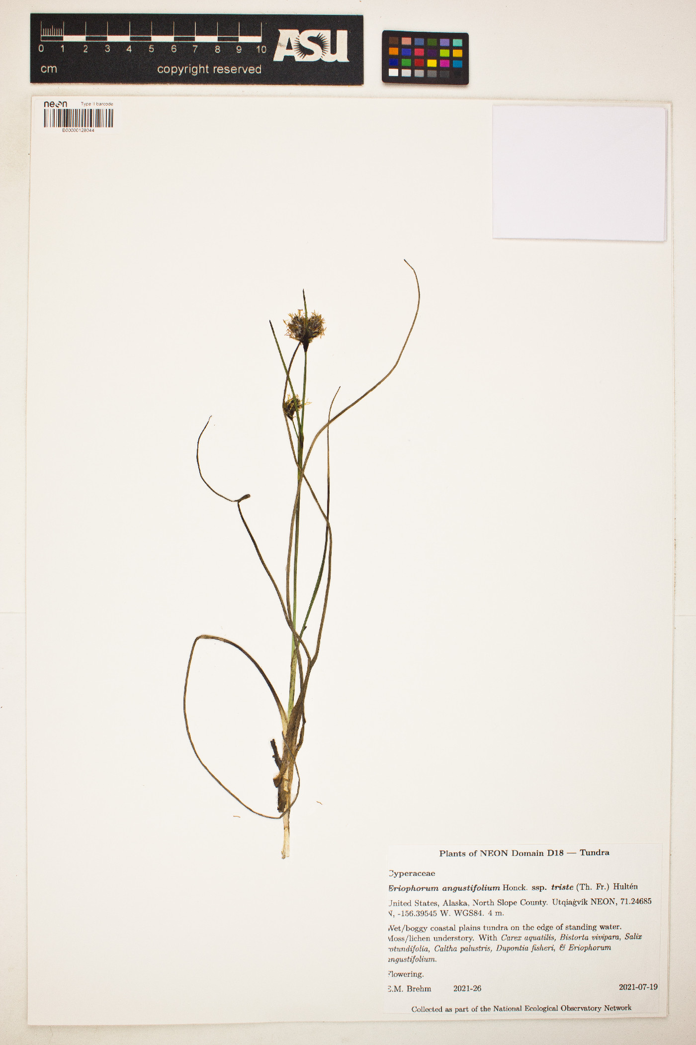 Eriophorum angustifolium subsp. triste image