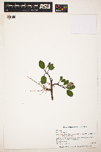 Image of Salix reticulata