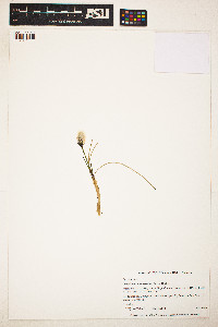 Image of Eriophorum chamissonis