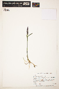 Image of Arctagrostis latifolia