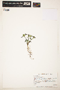 Pedicularis labradorica image