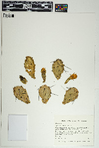 Image of Opuntia humifusa