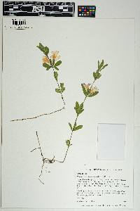 Image of Dyschoriste oblongifolia