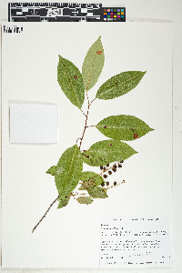 Prunus serotina image