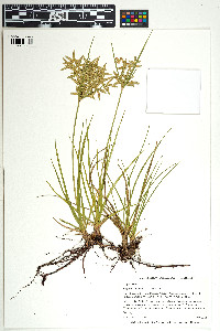 Image of Cyperus lecontei