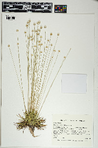 Image of Syngonanthus flavidulus