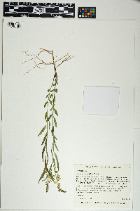 Image of Polygala myrtifolia