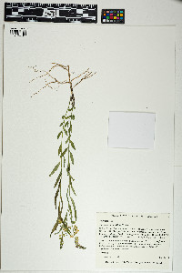 Asemeia grandiflora image