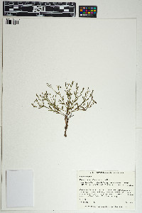 Image of Euphorbia polyphylla