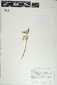 Image of Asclepias pedicellata