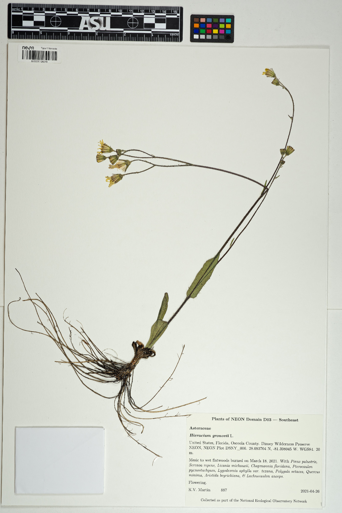 Hieracium gronovii image