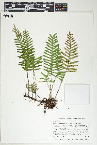 Pleopeltis polypodioides image