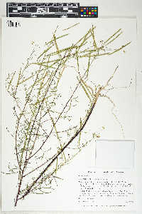 Image of Polanisia tenuifolia