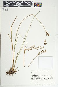 Juncus scirpoides image