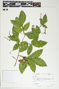 Paullinia pinnata image