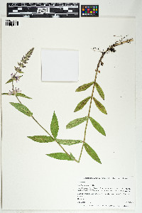 Stachys pilosa image