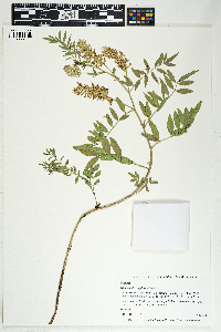 Glycyrrhiza lepidota image