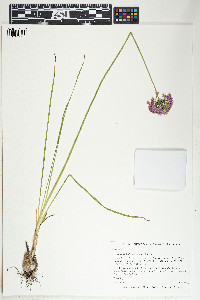 Allium stellatum image