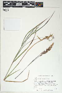 Calamagrostis canadensis image