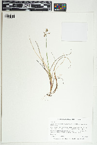 Image of Anthoxanthum monticola