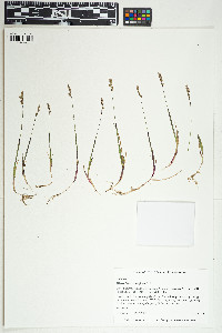 Image of Anthoxanthum arcticum