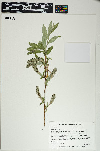 Salix glauca image