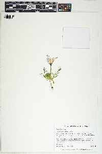 Campanula lasiocarpa image