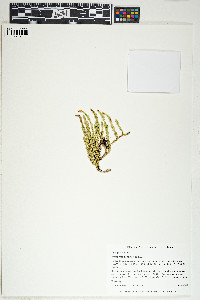 Spinulum annotinum image