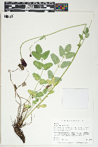 Sanguisorba officinalis image