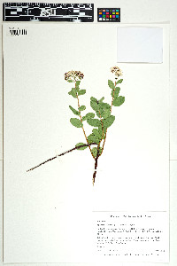 Spiraea betulifolia var. aemiliana image