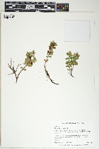 Vaccinium vitis-idaea image